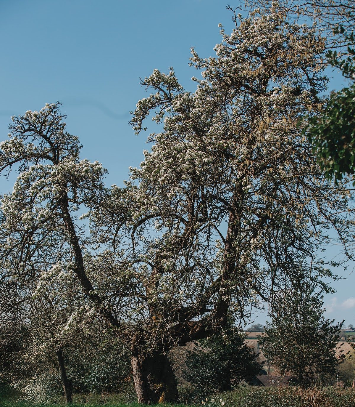 Fruit Tree Grafting Course