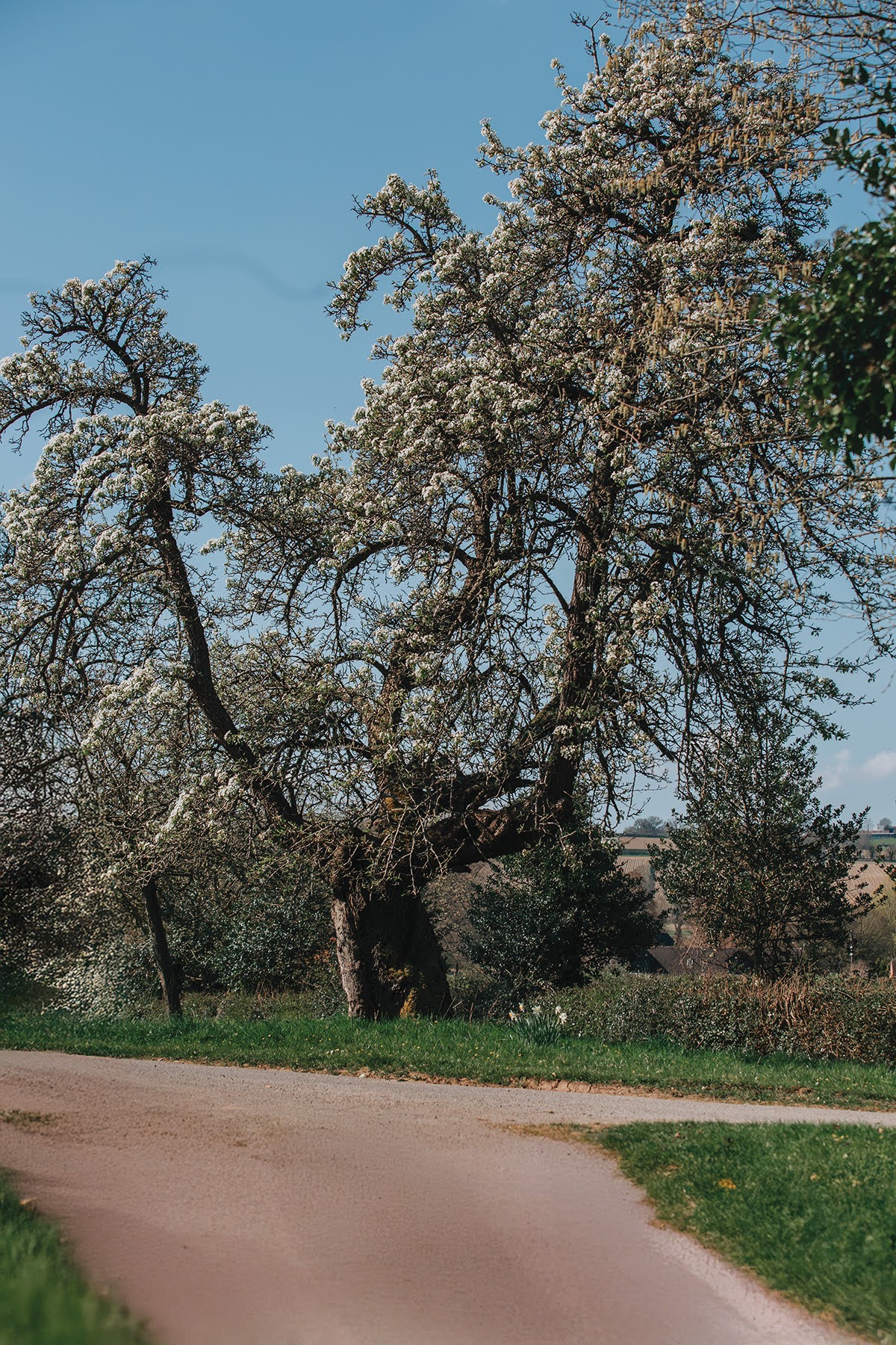 Fruit Tree Grafting Course at Hellens